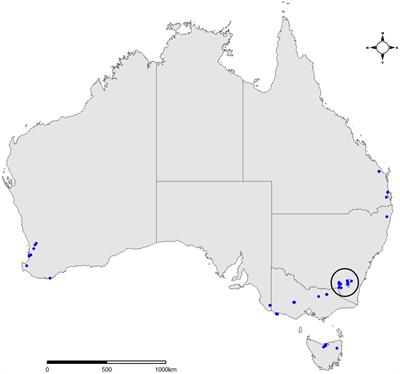 High throughput screening of fungal phytopathogens caught in Australian forestry insect surveillance traps